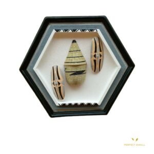 Traditional Grass Basket & Spears Frame Wall Art -Hexagon